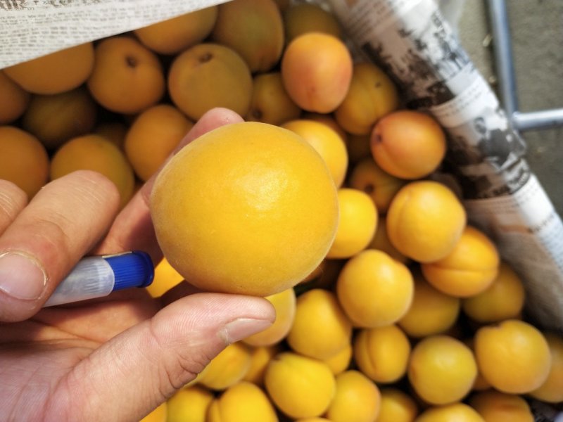 金太阳商品杏，上市，有需要的老板可以联系