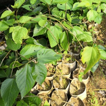 桑树苗