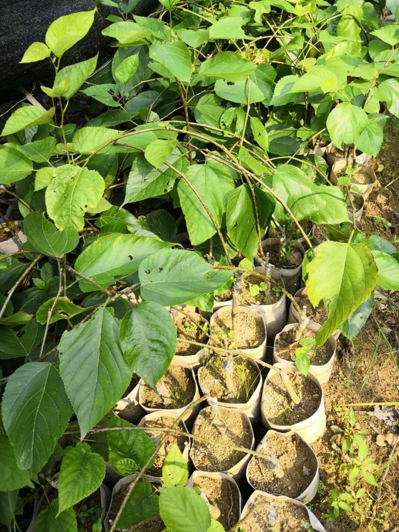 桑树苗