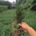 沭阳沙地柏大量销售中，具体沙地柏多少钱一棵，请联系我们