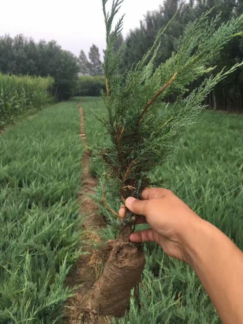 沭阳沙地柏大量销售中，具体沙地柏多少钱一棵，请联系我们
