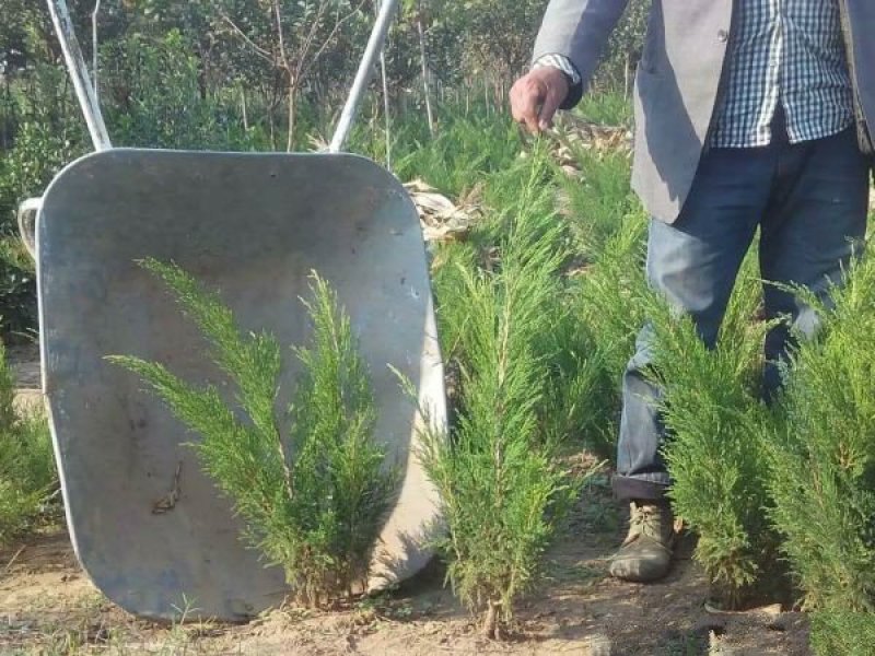 沭阳沙地柏大量销售中，具体沙地柏多少钱一棵，请联系我们