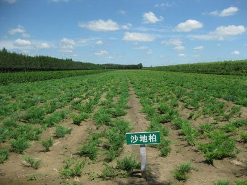 沭阳沙地柏大量销售中，具体沙地柏多少钱一棵，请联系我们