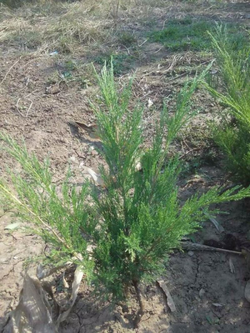 沭阳沙地柏大量销售中，具体沙地柏多少钱一棵，请联系我们