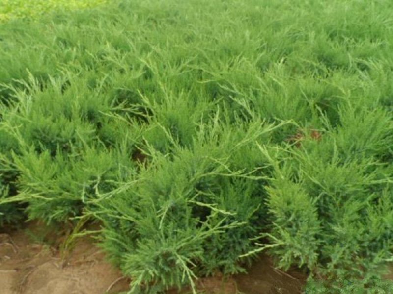 沭阳沙地柏大量销售中，具体沙地柏多少钱一棵，请联系我们