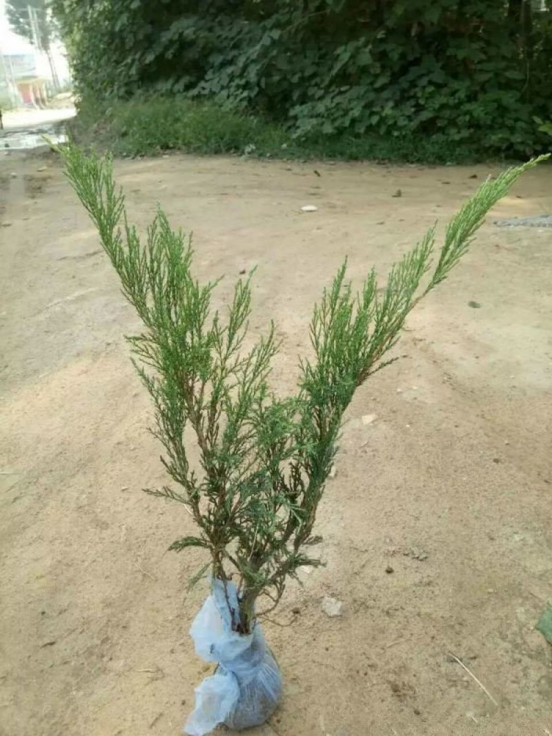 沭阳沙地柏大量销售中，具体沙地柏多少钱一棵，请联系我们