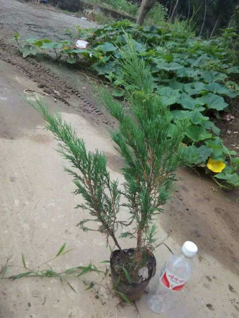 沭阳沙地柏大量销售中，具体沙地柏多少钱一棵，请联系我们