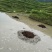 贵州高山香糯米