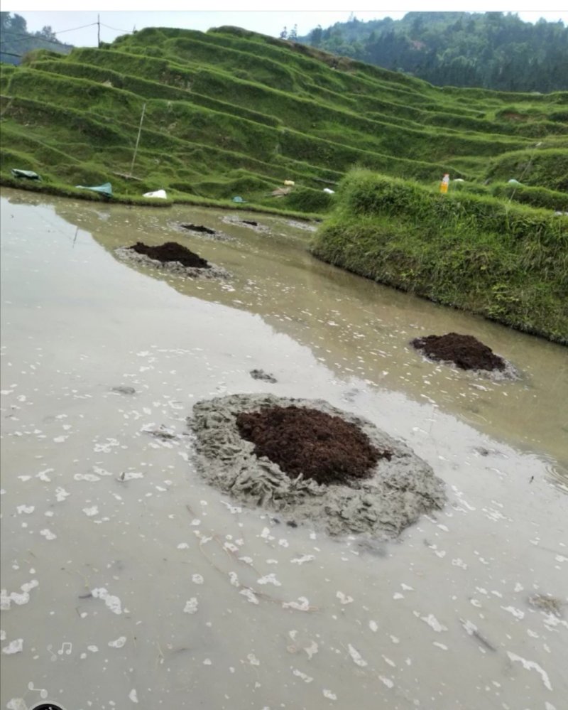 贵州高山香糯米