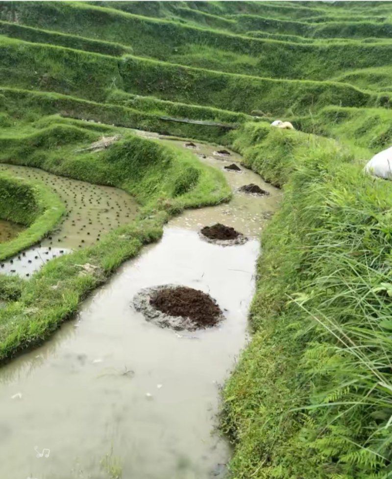 贵州高山香糯米
