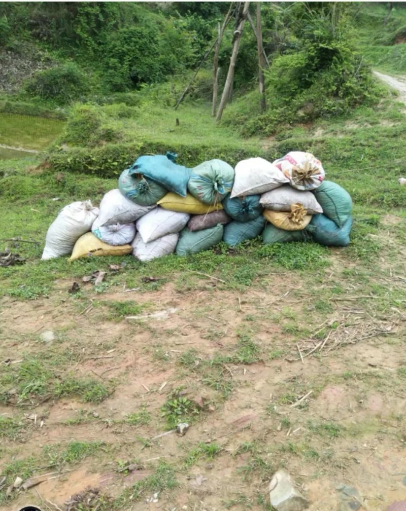 贵州高山香糯米