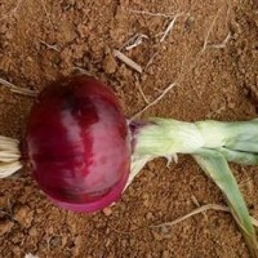 本地洋葱大量上市