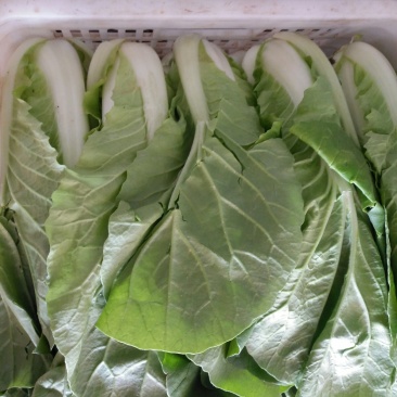 奶白菜