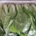 奶白菜