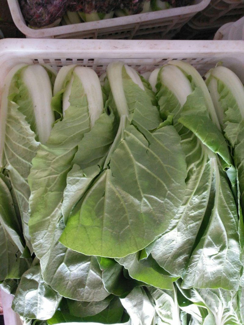 奶白菜