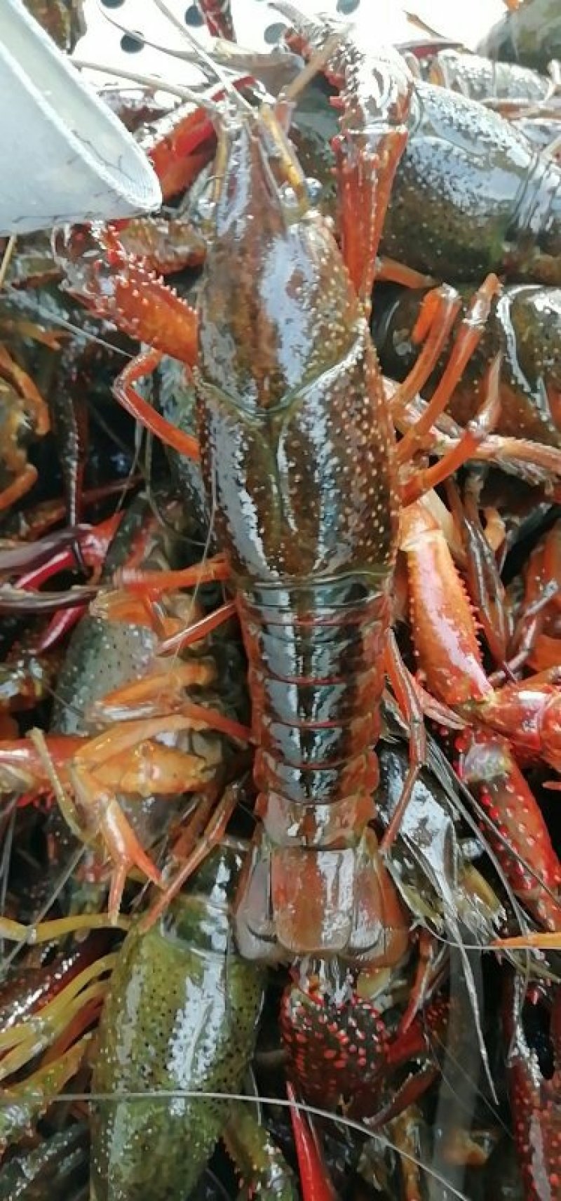 湖北正宗潜江龙虾