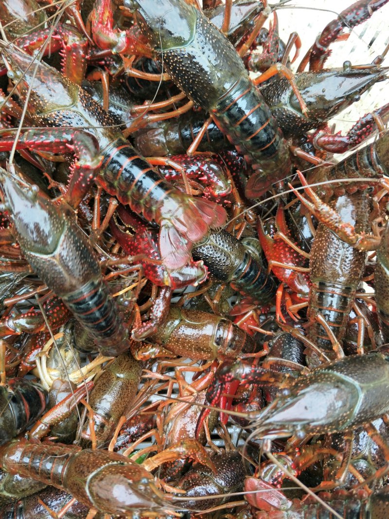 湖北正宗潜江龙虾