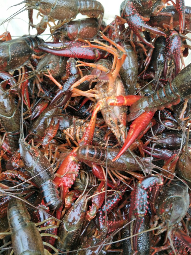 湖北正宗潜江龙虾