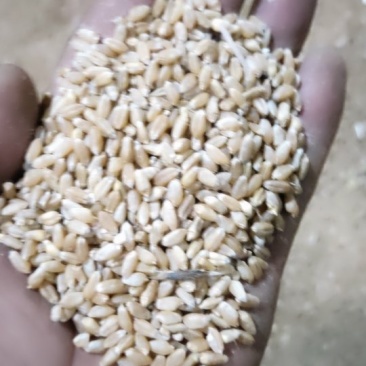 xin新小麦大量上市水分低色泽好，价格美