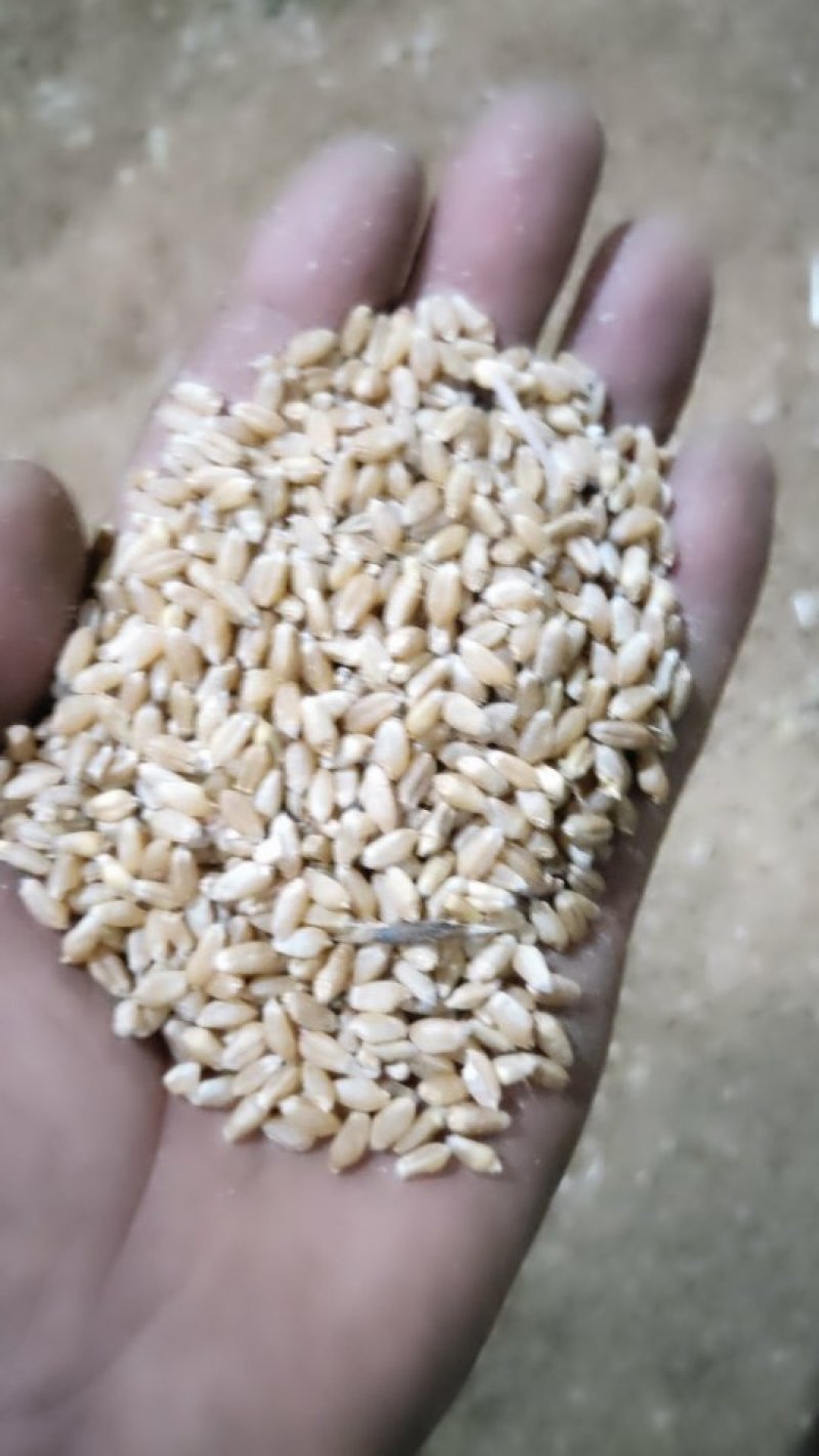 xin新小麦大量上市水分低色泽好，价格美