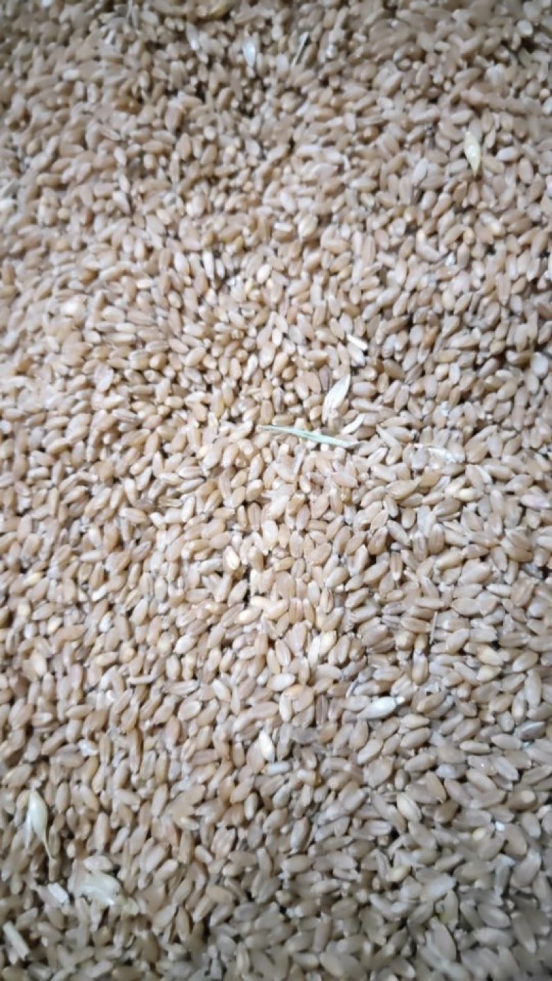 xin新小麦大量上市水分低色泽好，价格美