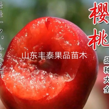 山东大樱桃产地，代办发全国各地水果市场红灯黄蜜先锋美早