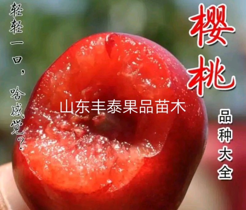 山东大樱桃产地，代办发全国各地水果市场红灯黄蜜先锋美早