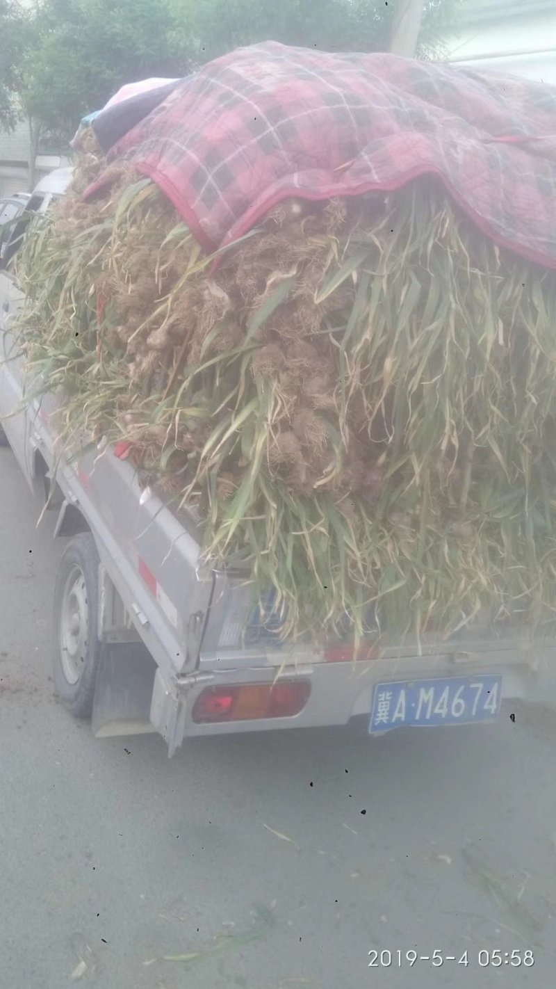 紫皮蒜，四六瓣，大量供应各种货源馆陶县众康果品站