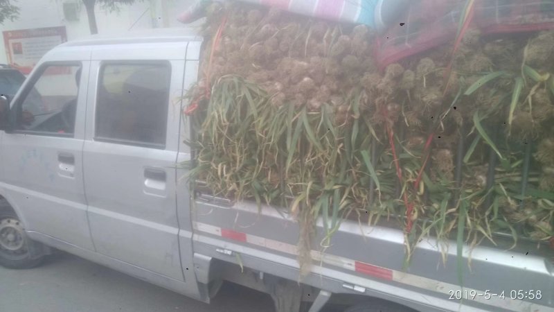紫皮蒜，四六瓣，大量供应各种货源馆陶县众康果品站