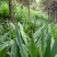 【热销】洋荷/蔬菜/野菜/特采，产地直供，全国发货，欢迎联系