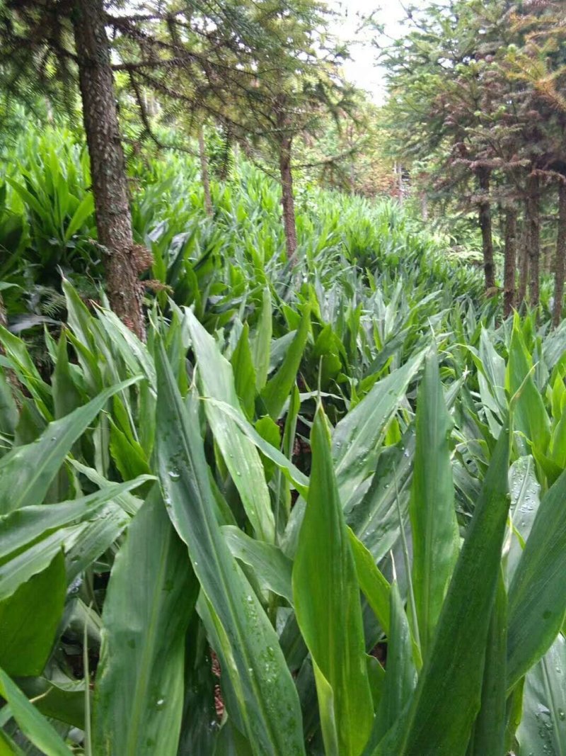 【热销】洋荷/蔬菜/野菜/特采，产地直供，全国发货，欢迎联系
