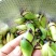 【热销】洋荷/蔬菜/野菜/特采，产地直供，全国发货，欢迎联系