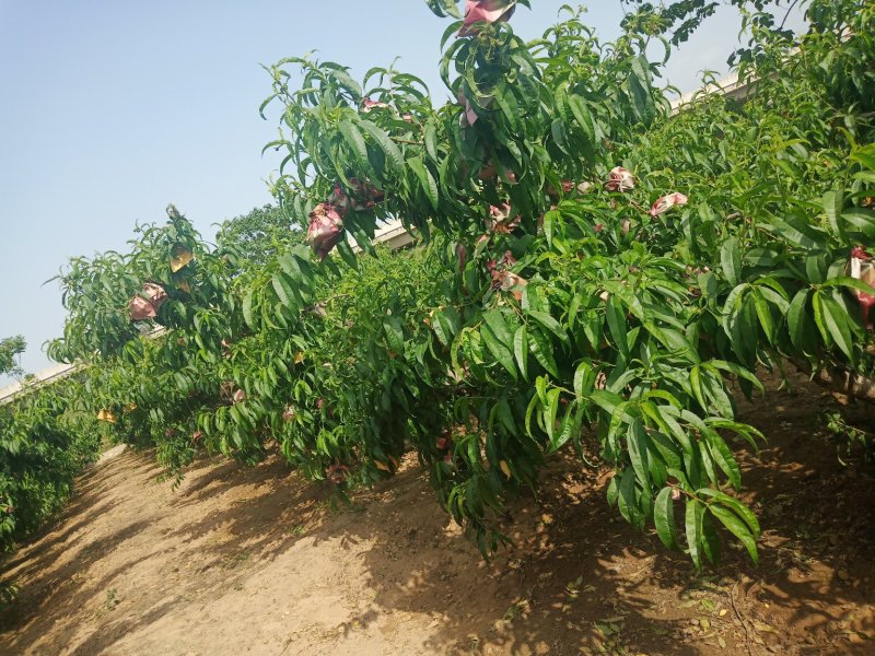 纸袋沙红大量供应