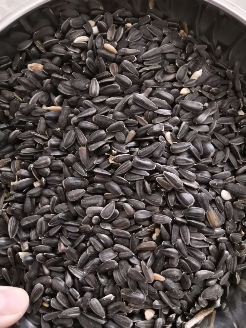 葵花油葵鸽粮/仓鼠粮/榨油用