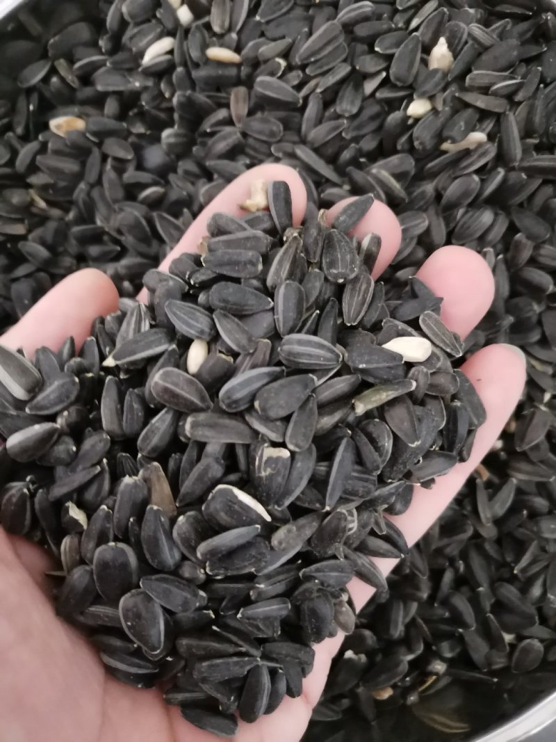 葵花油葵鸽粮/仓鼠粮/榨油用
