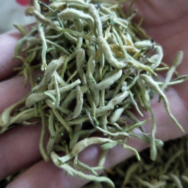 金银花新货