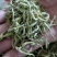 金银花新货