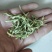 金银花新货
