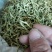金银花新货