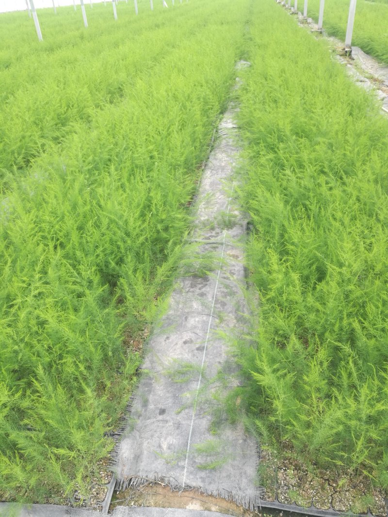 芦笋苗芦笋根芦笋种苗一代杂交盛丰f1高产抗病营养土穴盘苗