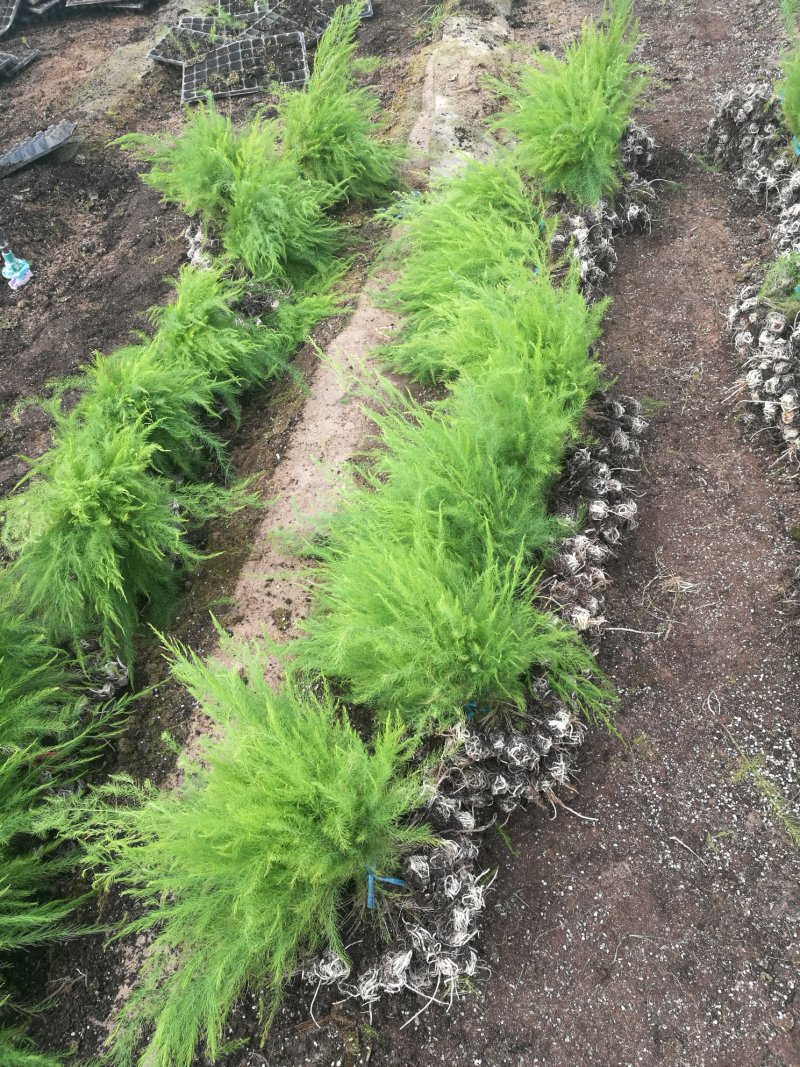 芦笋苗芦笋根芦笋种苗一代杂交盛丰f1高产抗病营养土穴盘苗