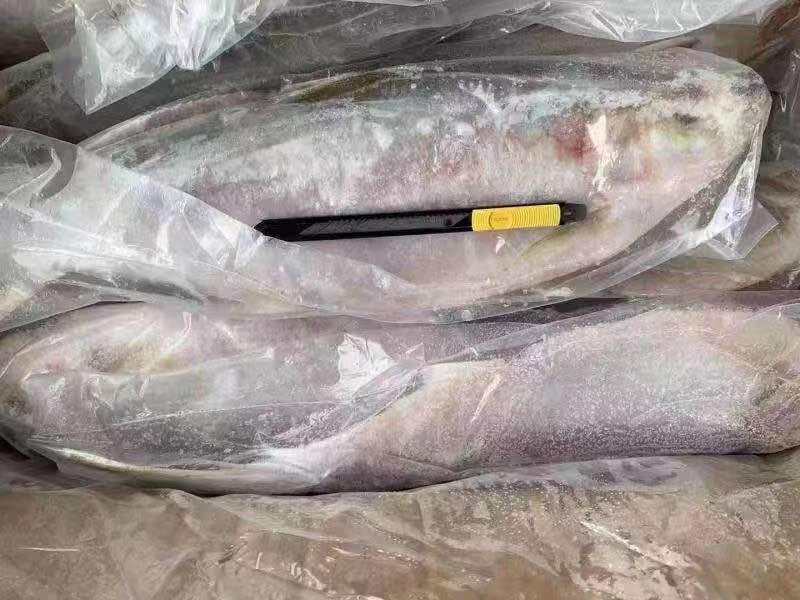 白力鱼