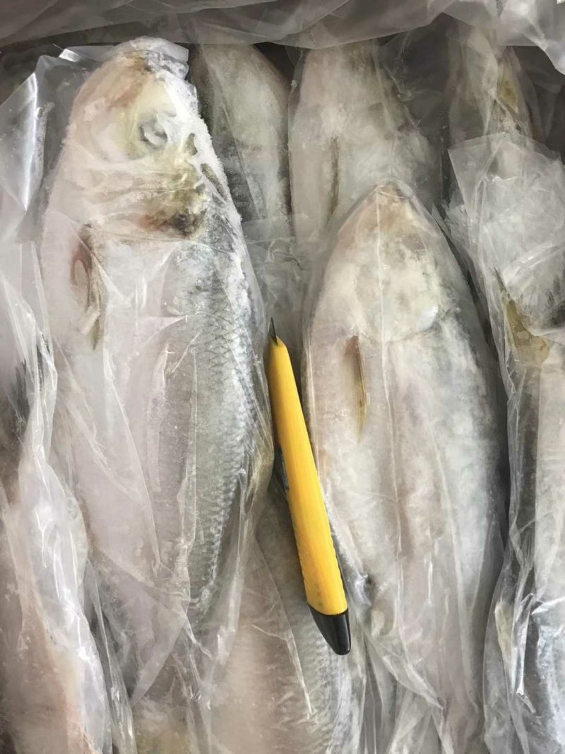 白力鱼