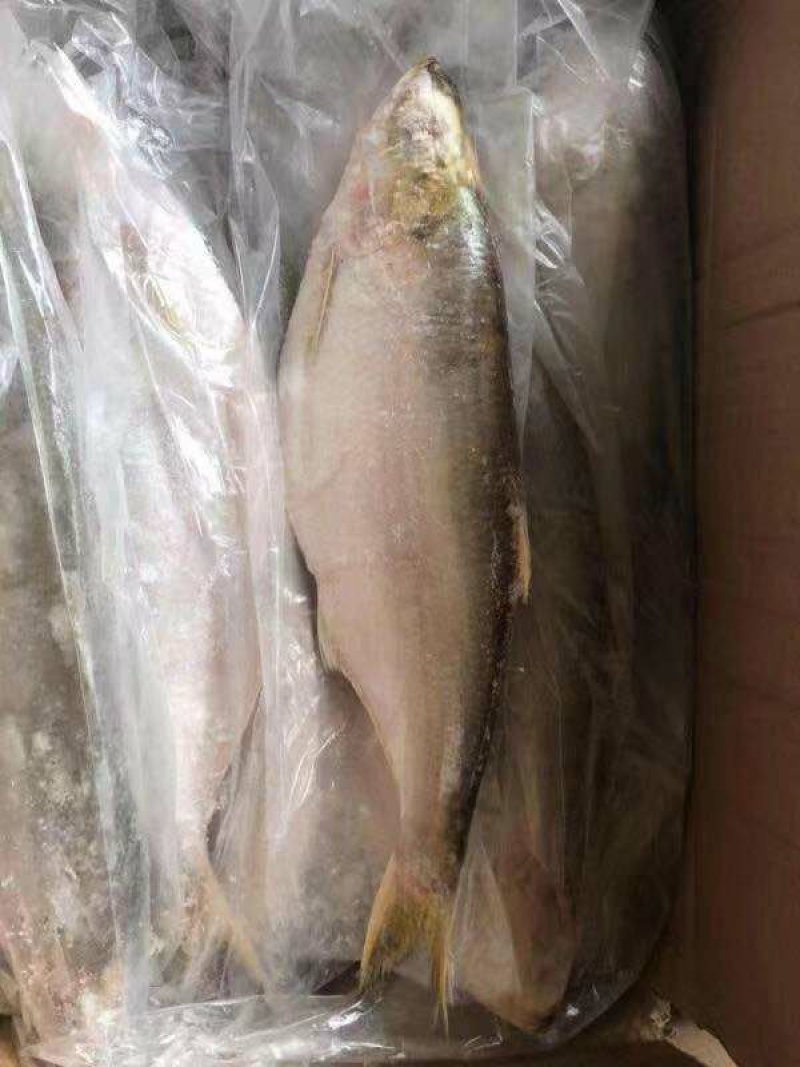 白力鱼