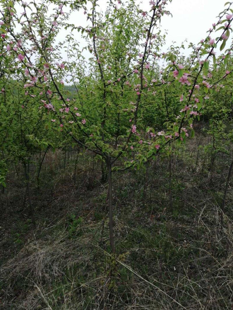 木瓜海棠小苗和工程苗大量供应，产地直销，全国发货