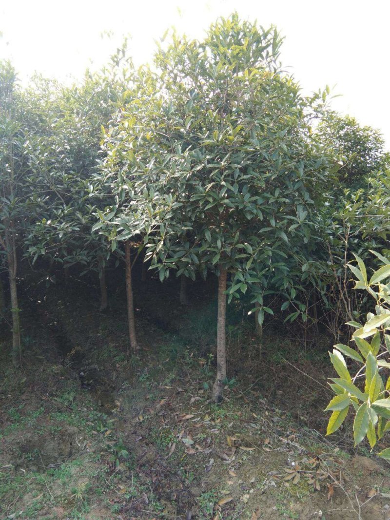 湖北咸宁桂花树苗根系发达存活率高农户直销价格实惠