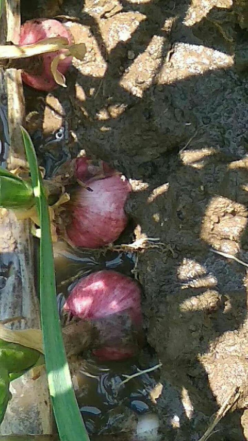 独头蒜