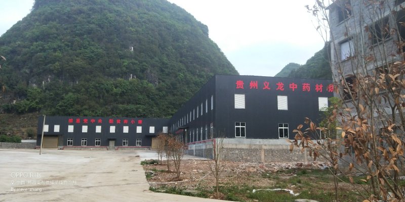 枇杷叶青叶大货