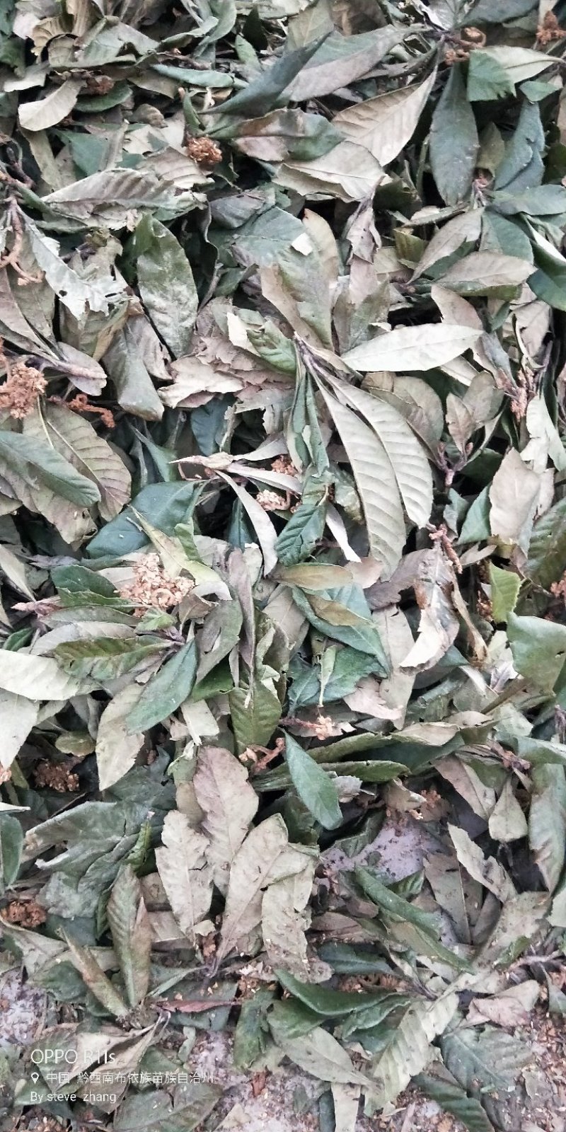 枇杷叶青叶大货