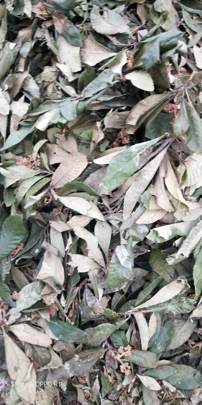 枇杷叶青叶大货